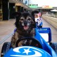 Se llama I N E S y aunque ya es una señora mayor,conserva su espiritu muy joven. Está agil, le gusta mucho la aventura, las carreras y montar en coche. Es fan del FORMULA 1 y de Fernando Alonso. Es una perrita muy cariñosa y le gusta mucho estar en casa, pero tiene mucha personalidad.Es dócil y muy obediente pero cuando decide que tiene que hacer algo y toma su propia decisíon no hay quien se lo impida.